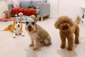 Piaţa globală a produselor şi serviciilor dedicate animalelor de companie, estimată la 350 miliarde de dolari până în 2027